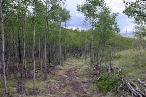 Wilderness Road