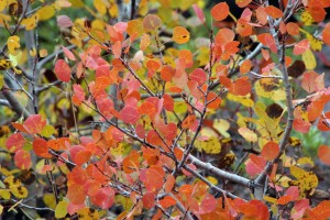 Aspen turning color, Engineer Pass, Sept. 18