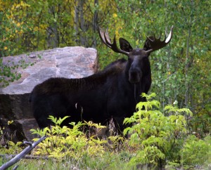 Bull Moose along Cuba Gulch