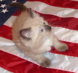 Izzy's kitten Freedom