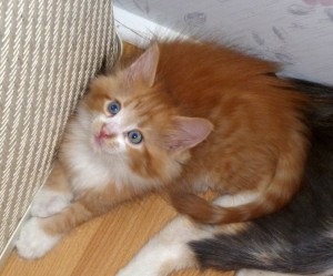 Izzy's kitten Liberty