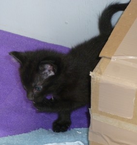 One of Ebony's kittens