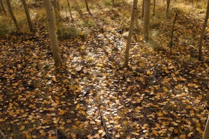 Leaves starting to fall off trees