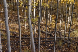 Note dead and down trees on ground. this is the "before" photo