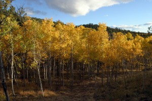Aspen along "wilderness road"