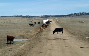 Cattle on Link Road near our lot.