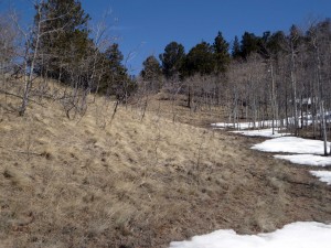 Drive extension will go along this hillside  about half-way up the slope.