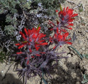 Paintbrush?