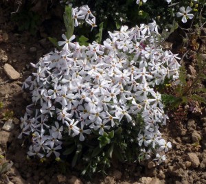 Wildflowers #1