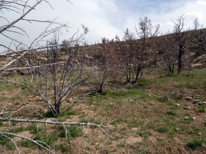 Burn area - spring 2014