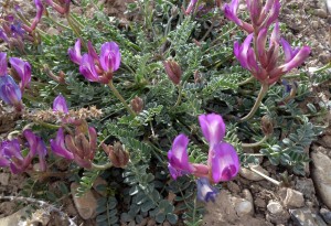 Wildflowers #3