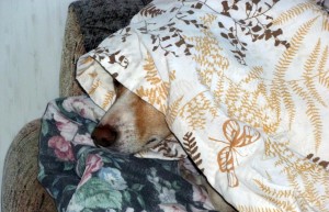 Blondie under her blanket