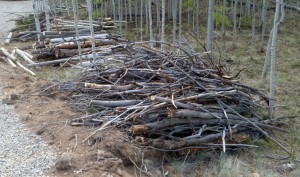 Burn pit (foreground) with firewood and more brush along driveway