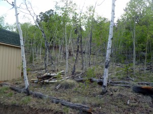 Typical dead and downed aspen on the lot