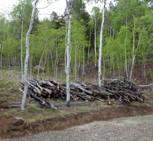 Piles of wood await further handling