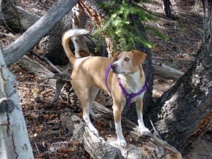 Blondie in the woods