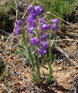 Harbels blooming on the lot