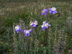 Colorado Blue Columbine