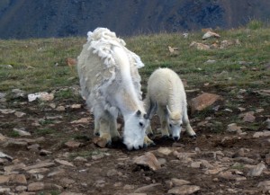 Mountain goat with young, Mt. Wise