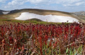 Grasses turing fall red