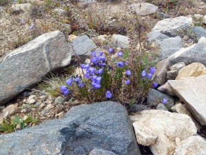 Harebells blooming along Middle Fork of the Swan River