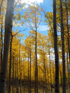 Aspen at height of color season