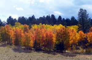 "Reds" along Elkhorn Ranch Road