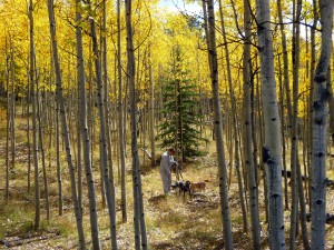 Pam Fields with her 3 dogs, Blondie, Bru, and Jo, walk in the aspen grove