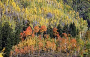 A range of "color" this year