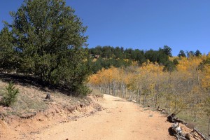 Driveway curve, fall 2014. For reference note pine tree at left