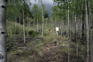 Wilderness road marks future driveway. Not old pine stump ahead of Pam