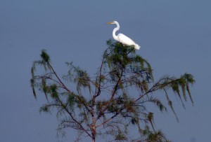 Great Egret