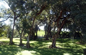 Louisiana Live Oak and Spanish Moss