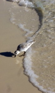 Sandpipers are fun to watch