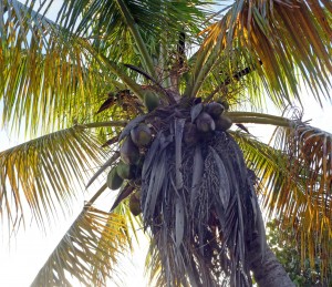 Coconuts in palm tree