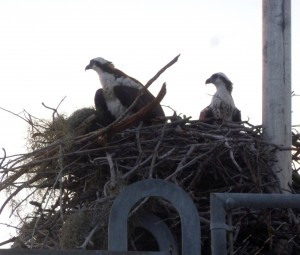 Ospreys nesting, Flamingo Point, Everglades