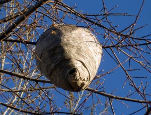 Bee's nest in a neighbor's tree