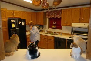 Cats congregating for dinner