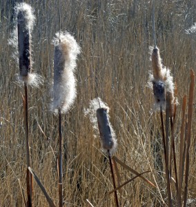cat tail plants along my walking route