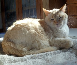 London the cat sitting in the sun
