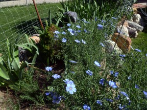 Blue flax flowers on front lawn