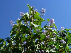 Lilacs beginning to show colors