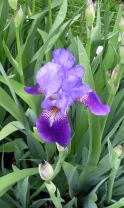 Blue iris
