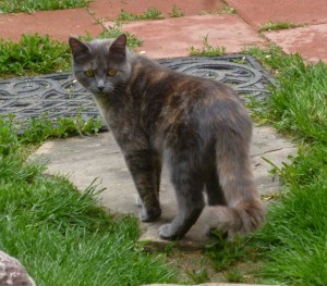 Kitcat, May 17th