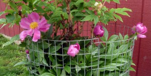 Peonies in bloom