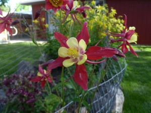 columbine are doing very well this spring
