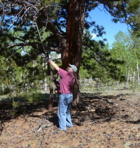 Jerry using new toy to cut dead branches