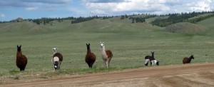 Open range Llamas