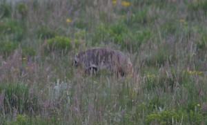 Badger in South Park