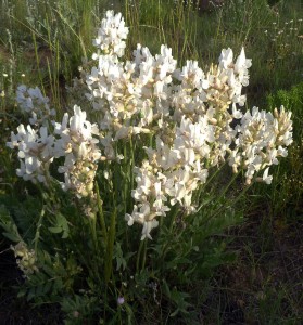 Parrot's Beak is a cheery white landscape accent